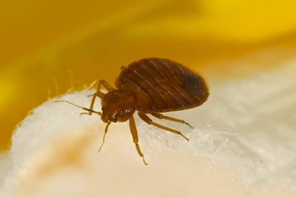 How to Check Books for Bedbugs
