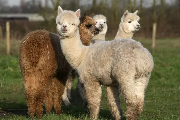 Alpaca Open Farm Day at CanDo Acres in Paw Paw