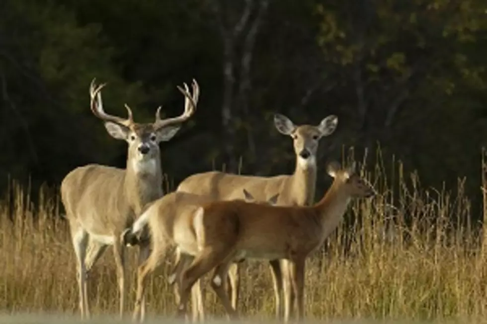 Reminder: Baiting and Feeding Deer Is Still Illegal in Michigan