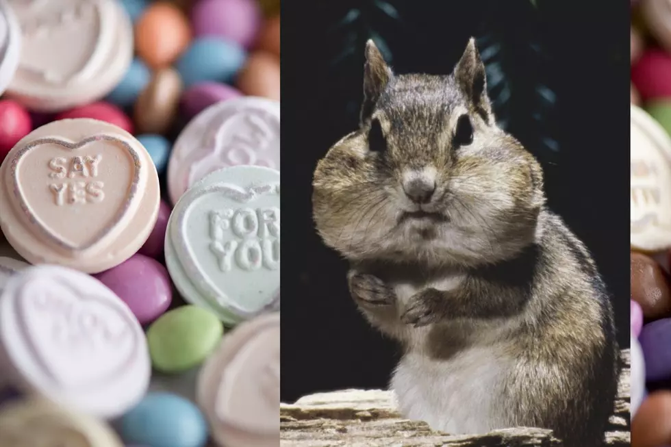 This is Nuts. Portage Wants You to Adopt a Squirrel for Valentine’s Day