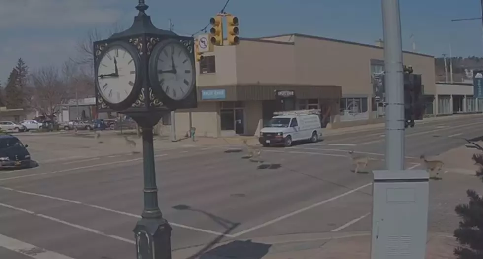 Deer Run the Abandoned Streets in Downtown Iron Mountain [Video]