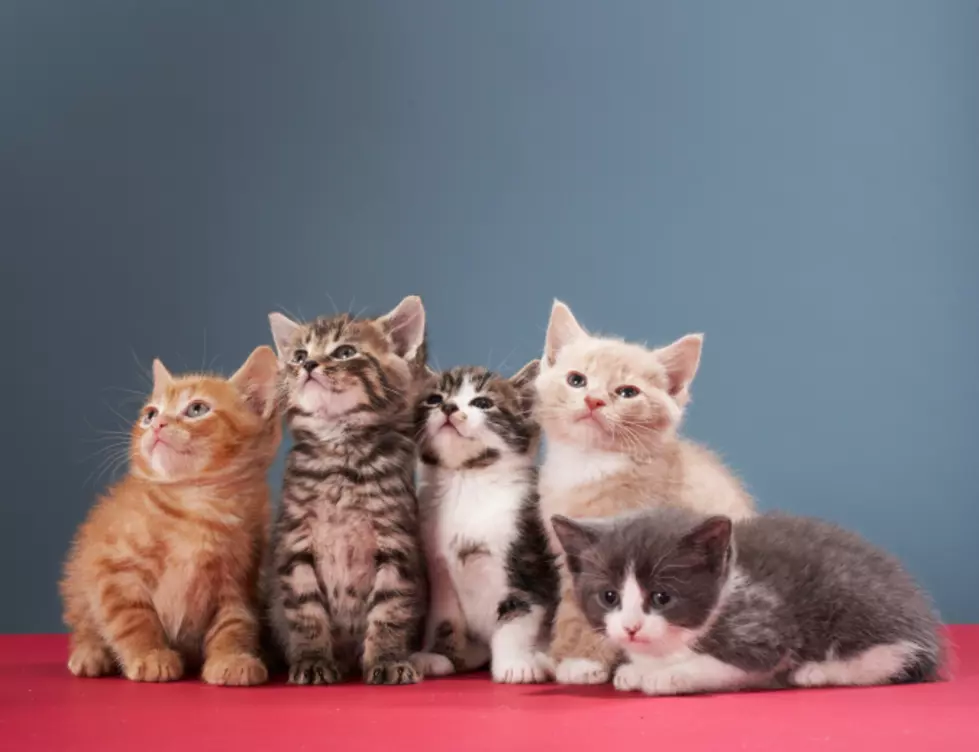 Kzoo Cat Cafe Holding Kitten Naming Fundraiser