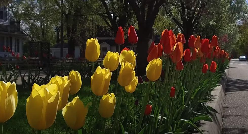 Holland’s Tulip Festival Goes Virtual [Video]