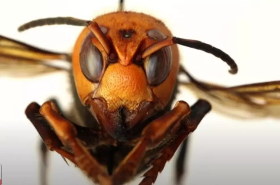 See What It’s Like To Get Stung By A Murder Hornet [Video]