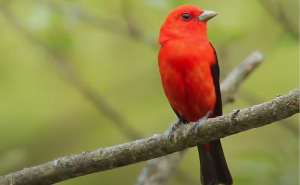 Keep Kalamazoo Wild – 10 Birds They’re Trying to Protect in Kleinstuck Preserve