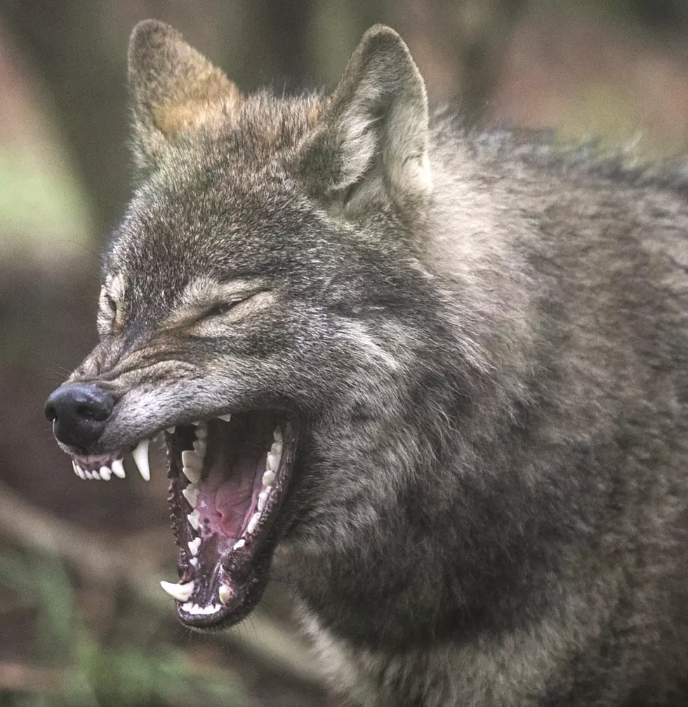 Keeping Your Pet Safe From Michigan's Coyotes