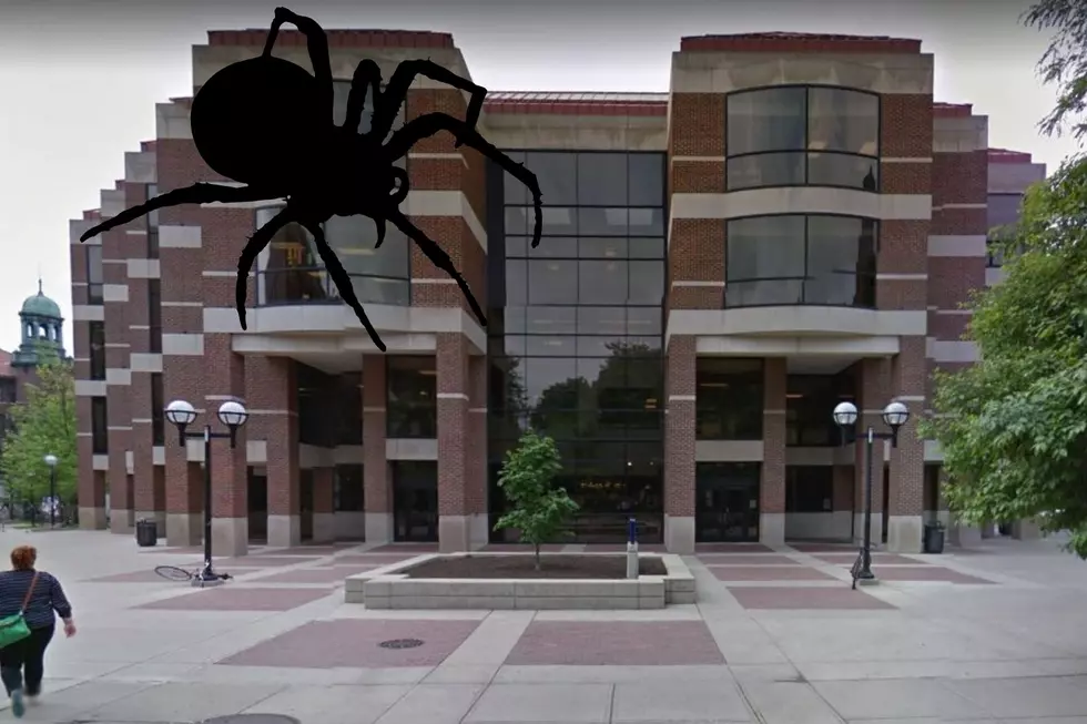 Invasion of Potentially Deadly Spiders Closes Library at U of M