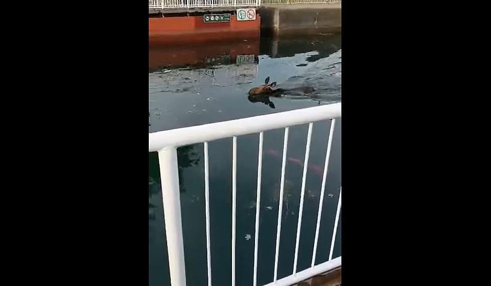 Oh That? Just a Moose Passing Through the Soo Locks in Sault Ste. Marie