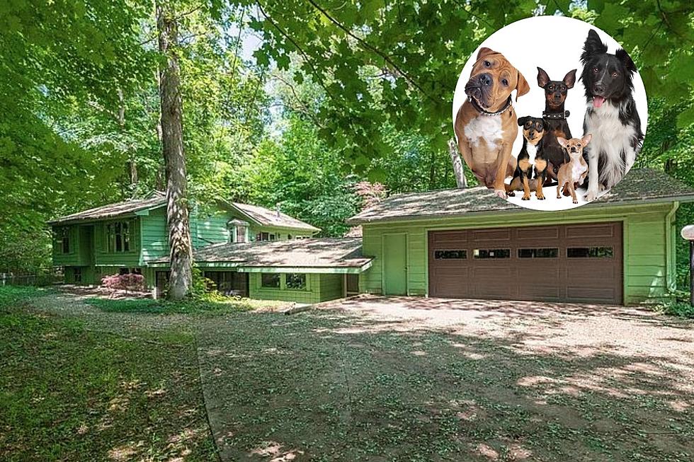 Sit. Stay. This Former Kennel For Sale is a Dog Lover’s Dream