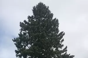 Ho, Ho, Ho! It&#8217;s Time To Unveil the Michigan State Christmas Tree