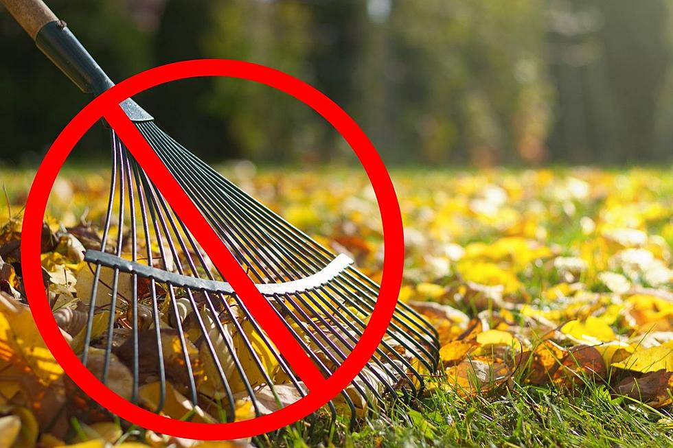 ‘Leaf Them Be': DNR Has the Excuses You Need to Not Rake Leaves