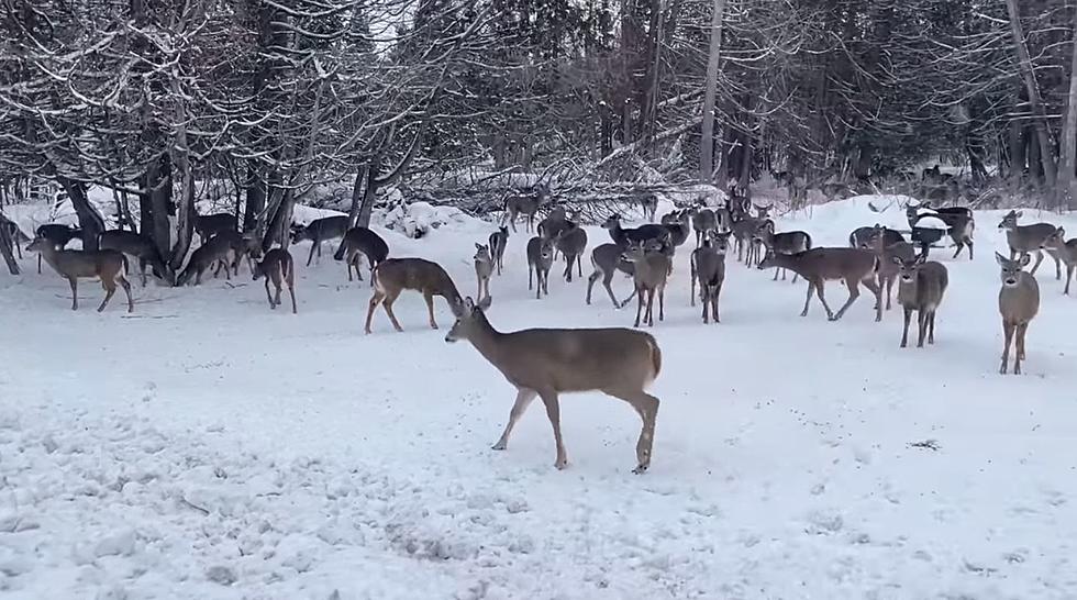 VIDEO: Michigan Yooper’s Backyard Completely Scattered With Deer