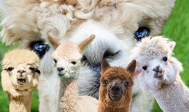 This Michigan Farm Hosting Free Event Where You Can Play With Alpacas