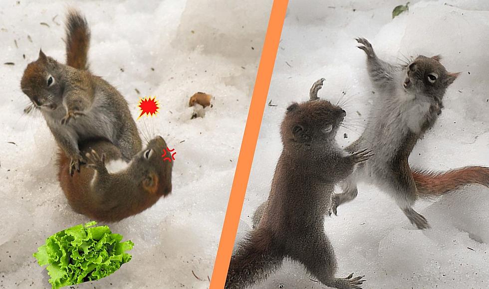Cedarville, Michigan Photographer Catches Squirrels Battling Over Lettuce