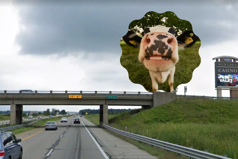 Moove Over, Another Cow Spotted Loose on US 131 By Wayland, Dorr
