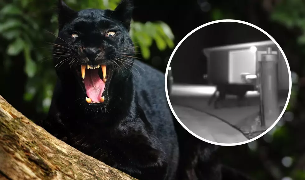 Richmond Resident Appears To Have Captured Black Panther On Video