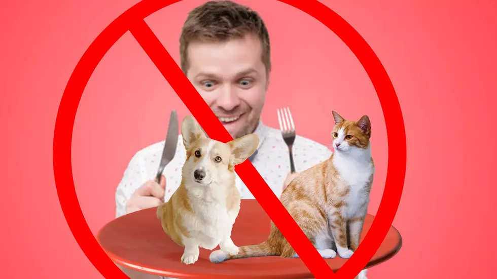 It’s Illegal To Eat Your Cat or Dog in Michigan, But You Can Eat Roadkill and Horses