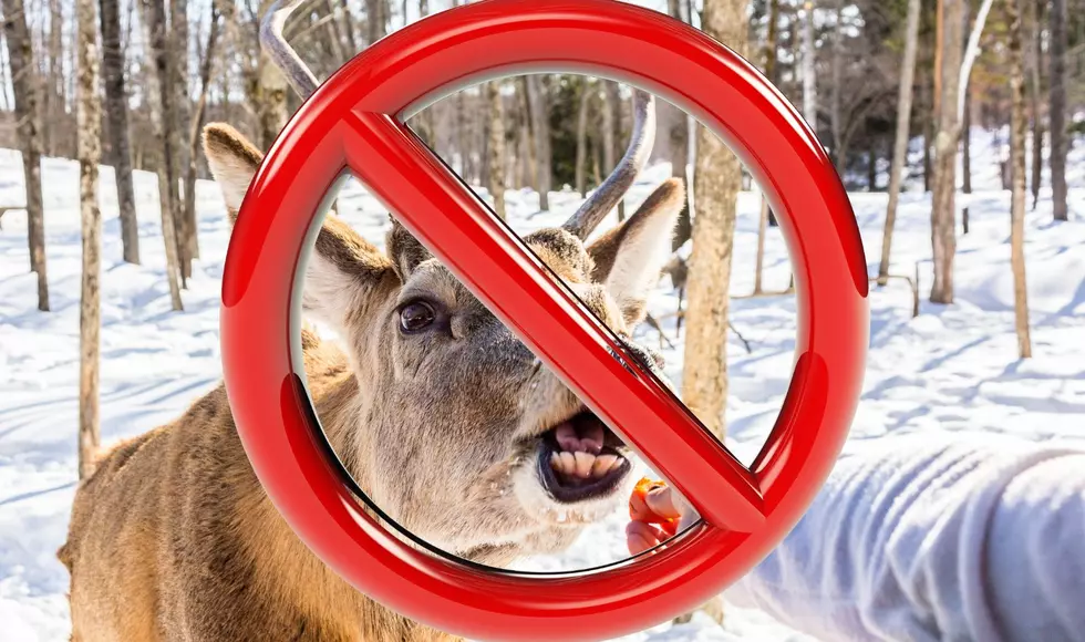 Should It Be Completely Illegal To Feed Deer In All of Michigan?