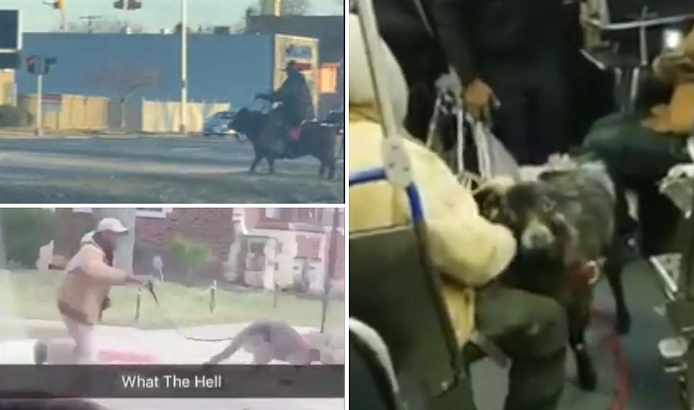 Video Shows Detroit Man Crossing The Road Riding His Pet Cow