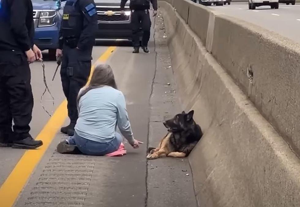 Good Samaritan Stops Traffic on I-94 In Detroit To Save Dog