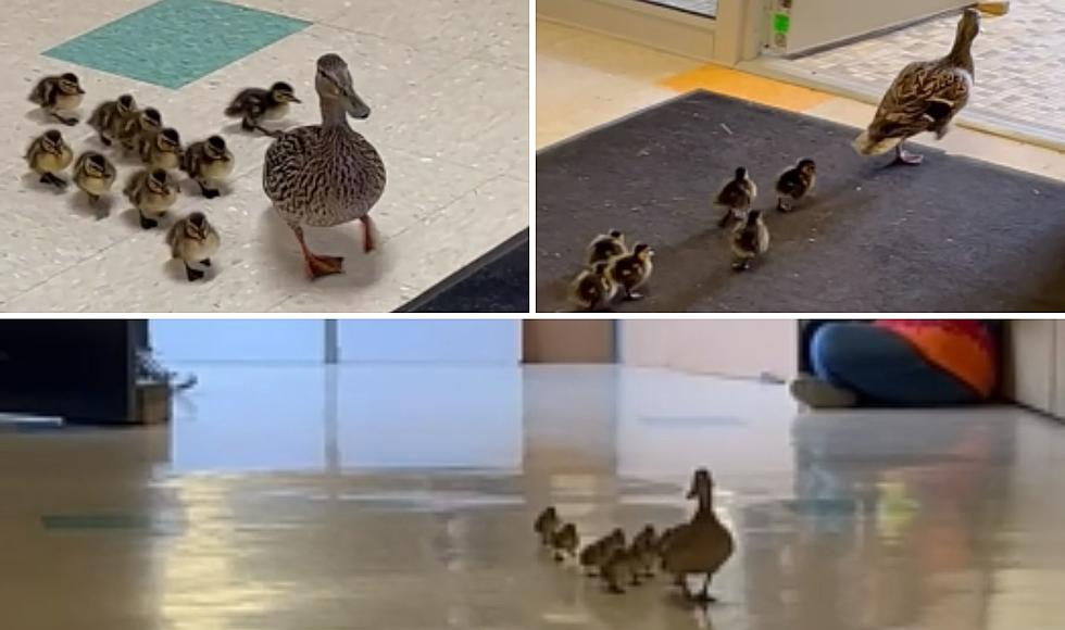Mother Duck Leads Ducklings Through Portage Amberley Elementary