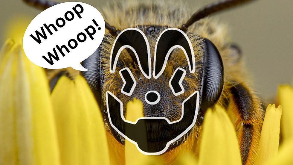 Science Confirms: Honey Bees are All Juggalos