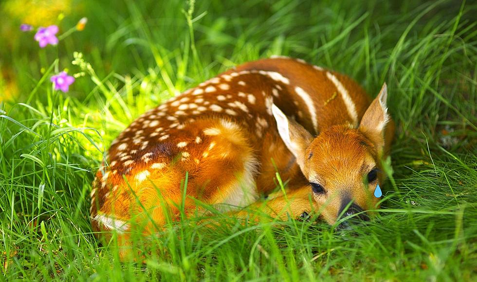 Michigan Residents, Here’s What To Do If There’s A Baby Deer In Your Yard