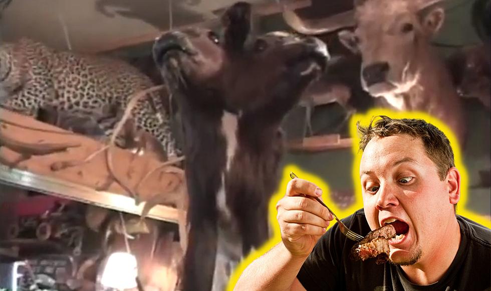 Sault Ste. Marie Restaurant Filled With Hundreds of Taxidermies 