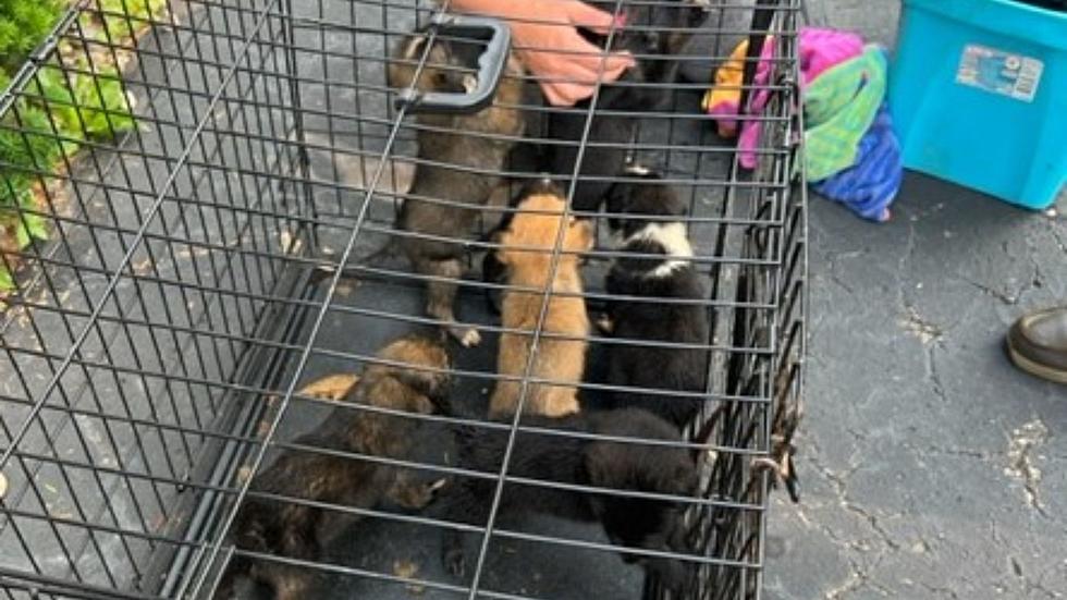 11 Puppies Left In A Cage Outside In South Haven