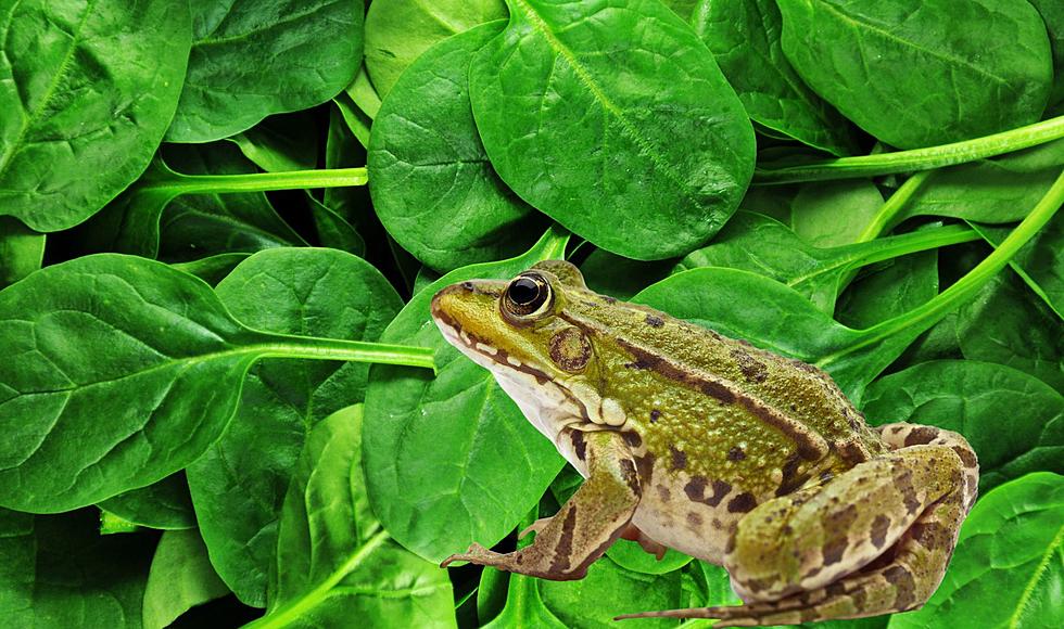 Southfield Woman Finds Live Frog In Her Packaged Organic Spinach