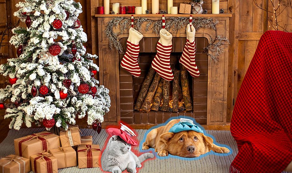 Christmas Decoration Could Make Michigan Pets Sick During Holiday