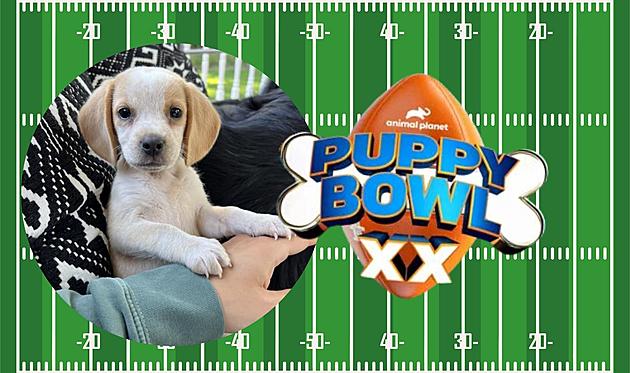 Meet Muskegon&#8217;s Dolly Barkon, Michigan&#8217;s Lone Pup In Puppy Bowl XX
