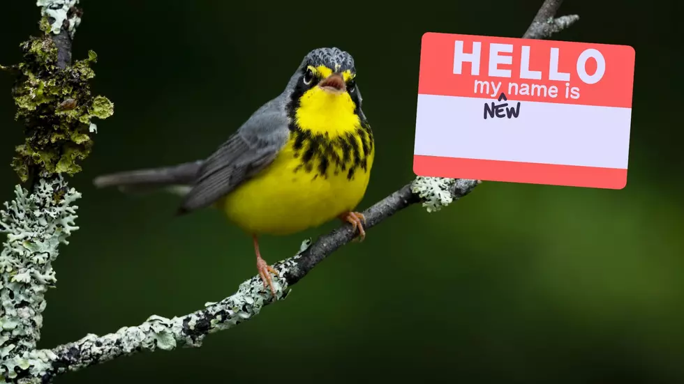 Michigan Birds Being Renamed For ‘Controversial, Even Racist Connotations’