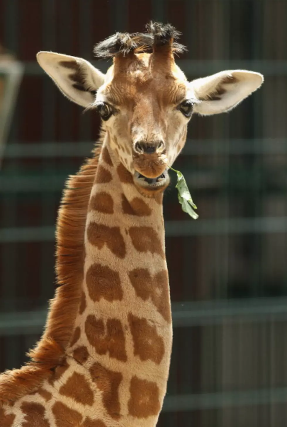 Giraffe Comforts Dying Caretaker by Kissing Him Goodbye…
