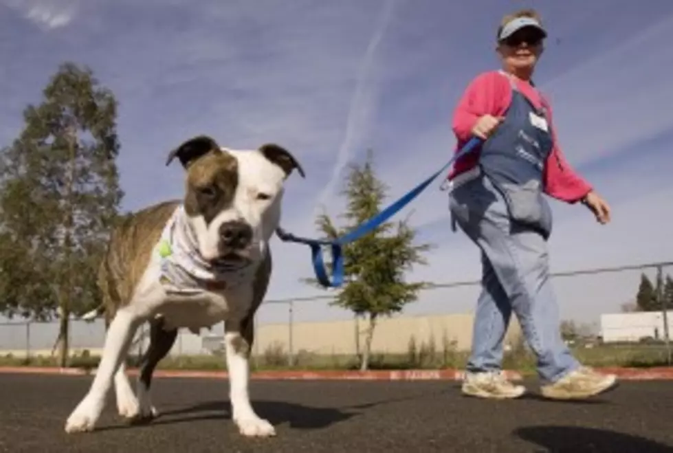 Pit Bulls Responsible For Most Injuries and Deaths to Humans