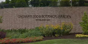 Should the Cincinnati Zoo Gorilla Have Been Killed?