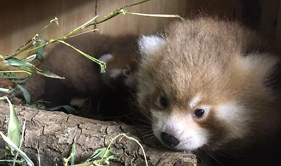 Two Red Pandas Born at Potter Park Zoo