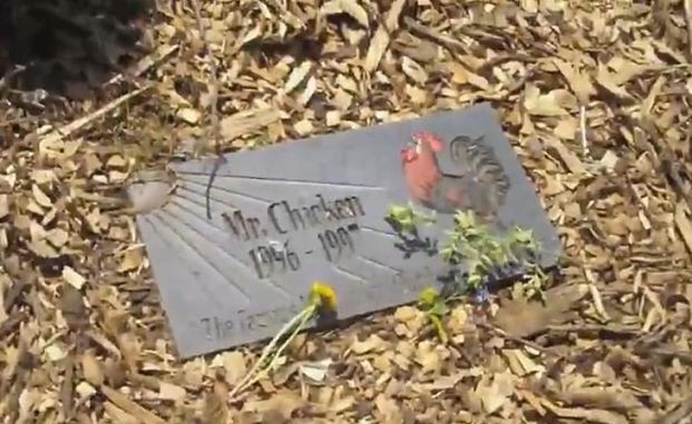 ROADSIDE MICHIGAN: The Grave of Mr. Chicken