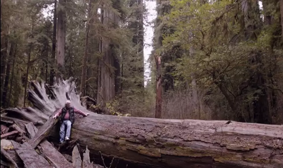 Michigan Man Re-growing Near-Extinct Giant Redwood Trees