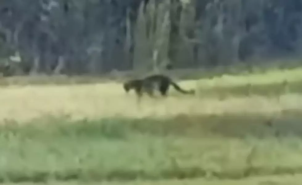Remember When Wild Panthers Were Seen Roaming Through Michigan?