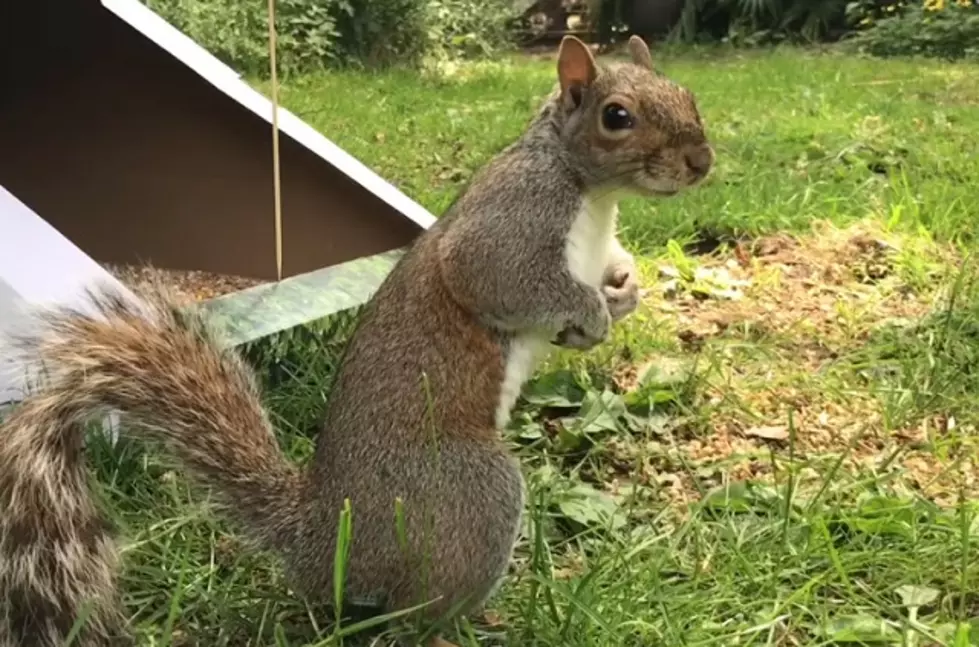 Michigan Town Terrorized by Monster Green Squirrel
