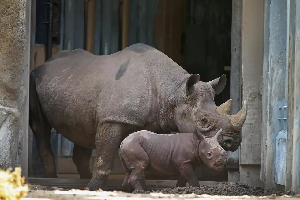 Potter Park Zoo’s Baby Rhino Has Been Named