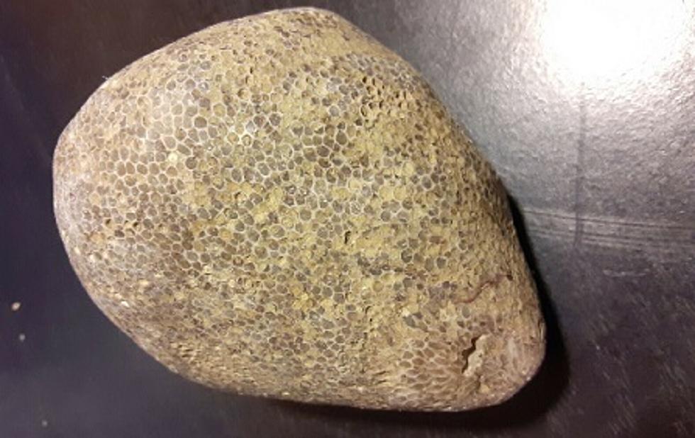 You’ve had Petoskey Stones; Did You Ever Have a Charlevoix Stone?