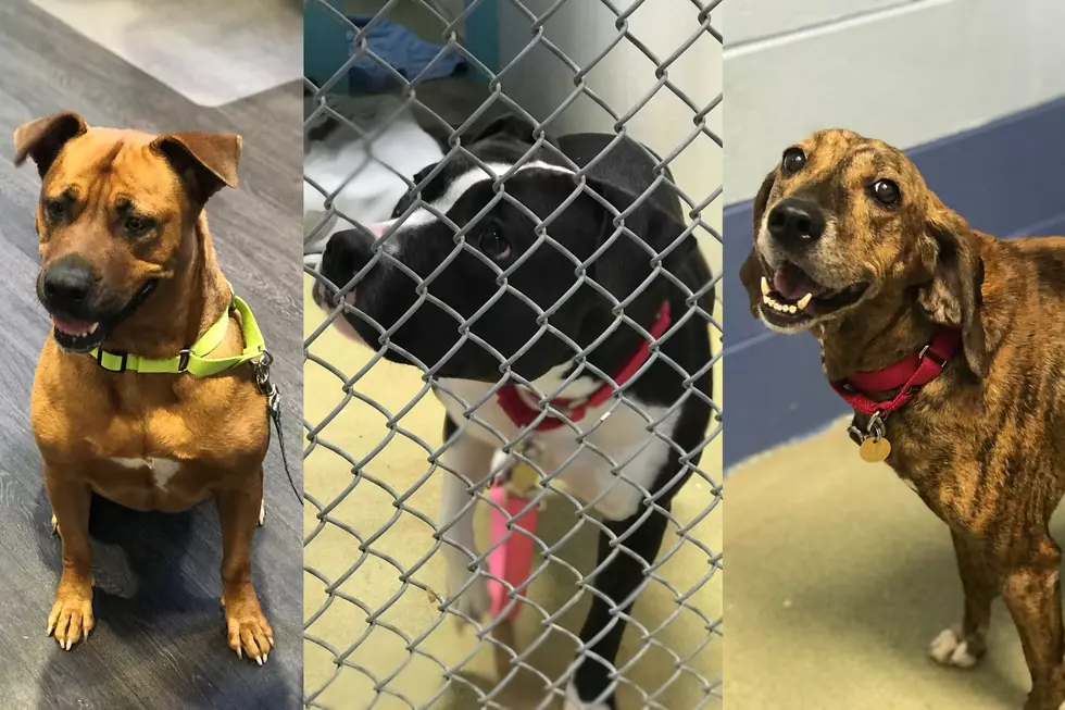 These Three Lovely Ladies Are at the Capital Area Humane Society Waiting for Homes