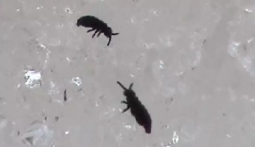 They’re Hee-e-re! Invasion of the Michigan Snow Fleas
