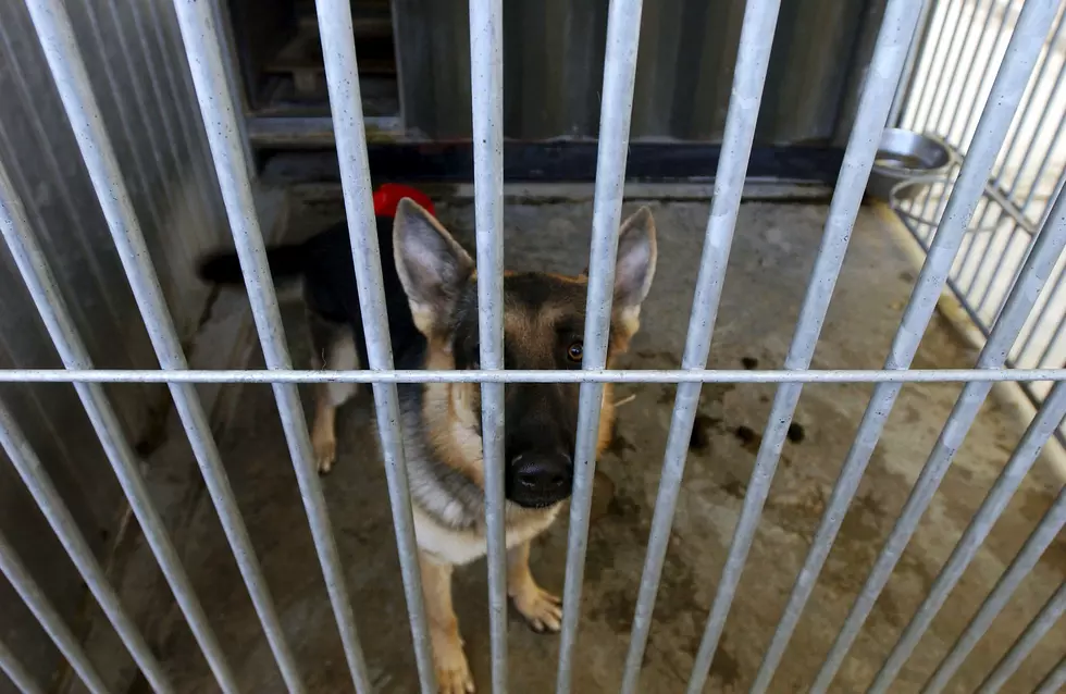 Animal Shelter To White House- Cinderella Story For Biden Dog