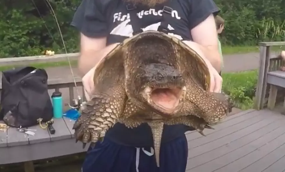 The Day I Was Stalked by a Giant Snapping Turtle