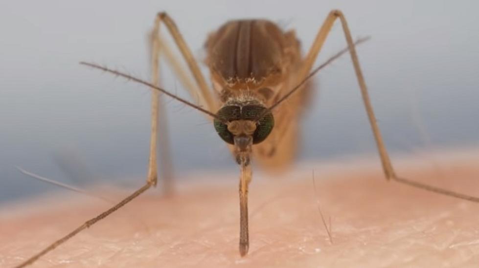 Why Are There So Many Mosquitoes in Michigan?