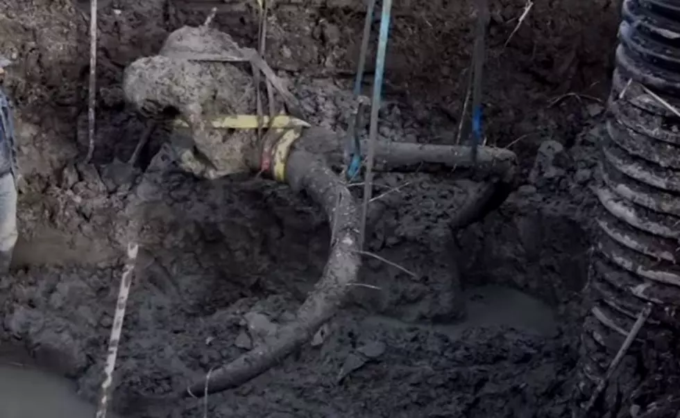 Remember This? Woolly Mammoth Skeleton Found Buried on Chelsea, Michigan Farm: 2015