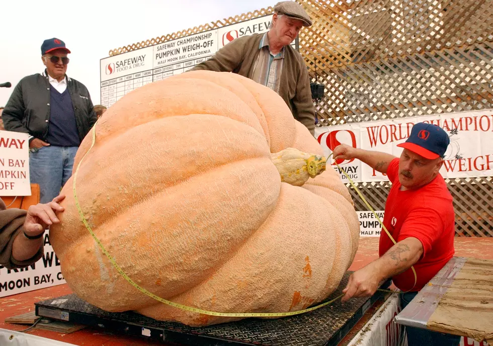 Could the Great Pumpkin of Michigan Break Records?